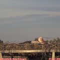 19_40-mast.jpg