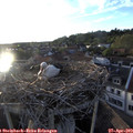 19_40-nest.jpg