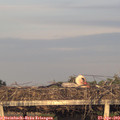 19_45-mast.jpg