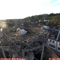 19_45-nest.jpg