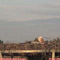 19_50-mast.jpg