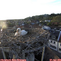 19_50-nest.jpg