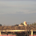19_55-mast.jpg