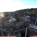 19_55-nest.jpg