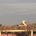 20_00-mast.jpg