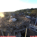 20_00-nest.jpg