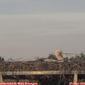 20_05-mast.jpg
