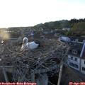 20_05-nest.jpg