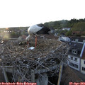 20_10-nest.jpg