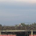 20_15-mast.jpg