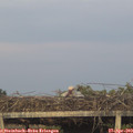 20_20-mast.jpg