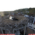20_20-nest.jpg