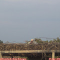 20_25-mast.jpg