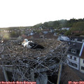 20_25-nest.jpg