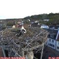 06_10-nest.jpg