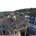 06_15-nest.jpg