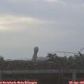 06_20-mast.jpg