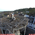 06_20-nest.jpg