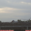 06_25-mast.jpg