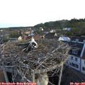 06_25-nest.jpg