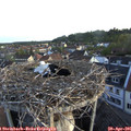 06_30-nest.jpg