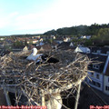 06_45-nest.jpg