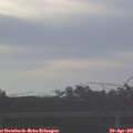 06_50-mast.jpg