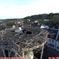 06_50-nest.jpg
