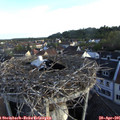 06_55-nest.jpg