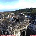 07_05-nest.jpg