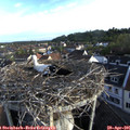 07_15-nest.jpg