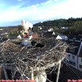 07_20-nest.jpg