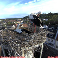 07_25-nest.jpg