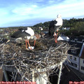 07_35-nest.jpg