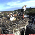 07_40-nest.jpg