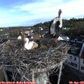 07_45-nest.jpg