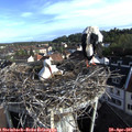 07_50-nest.jpg