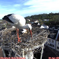 07_55-nest.jpg