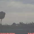 08_00-mast.jpg