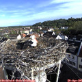 08_05-nest.jpg