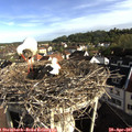 08_10-nest.jpg