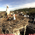 08_20-nest.jpg