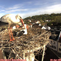 08_25-nest.jpg
