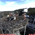 08_30-nest.jpg