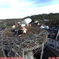 08_35-nest.jpg