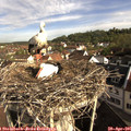 08_40-nest.jpg