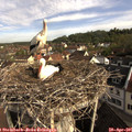 08_45-nest.jpg