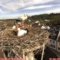 08_50-nest.jpg