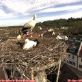 08_55-nest.jpg