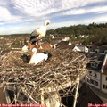 09_00-nest.jpg
